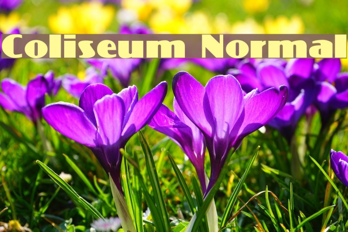 Coliseum Normal Font examples