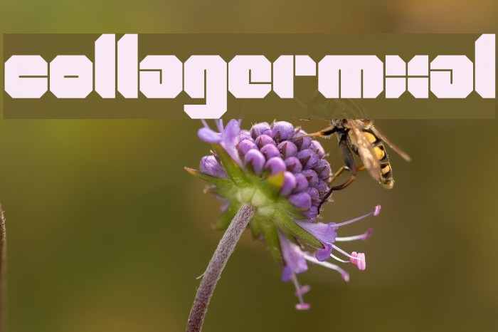 CollageRmxAl Example 1