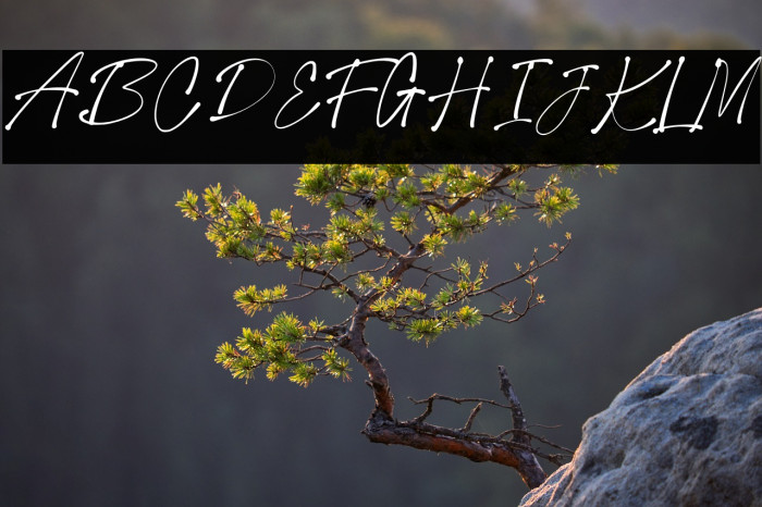 Collection New Style Regular Example 3