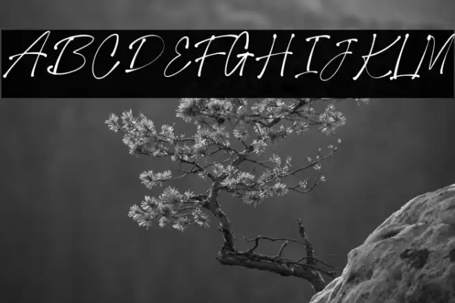 Collection New Style Regular Font examples