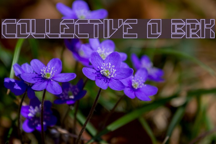 Collective O BRK Font examples