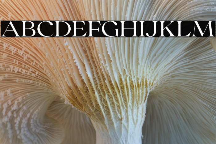 CollingarDEMO Example 1