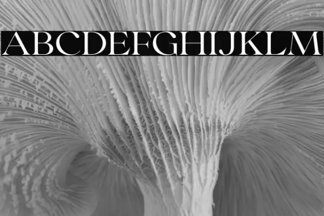 CollingarDEMO Font examples