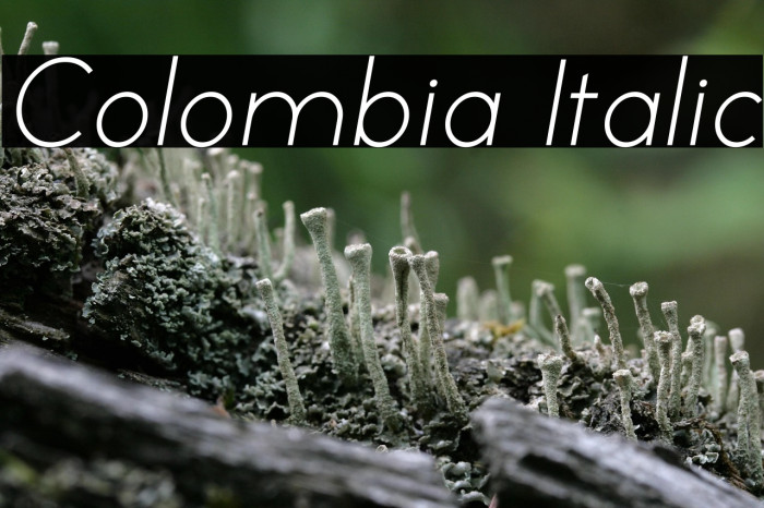 Colombia Italic Example 1