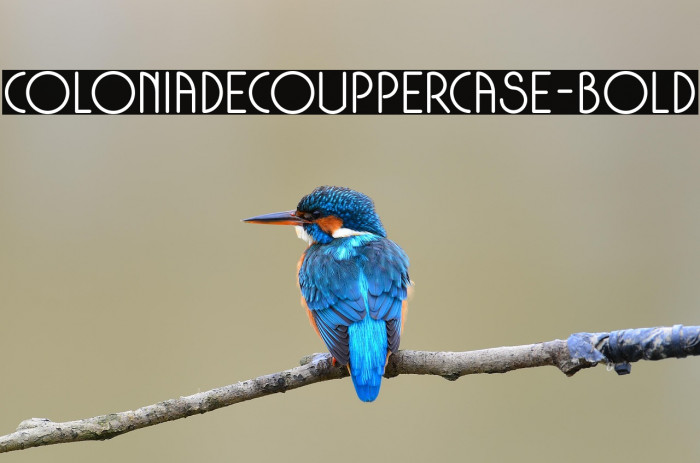ColoniaDecoUppercase-Bold Example 1