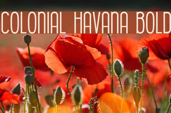 Colonial Havana Bold Font examples