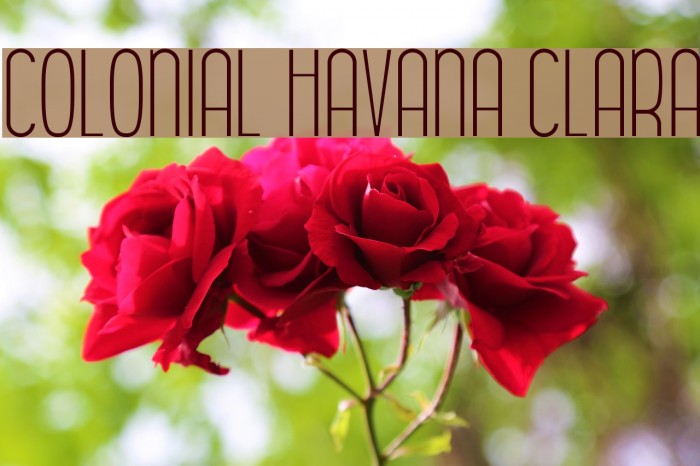 Colonial Havana Clara Font examples