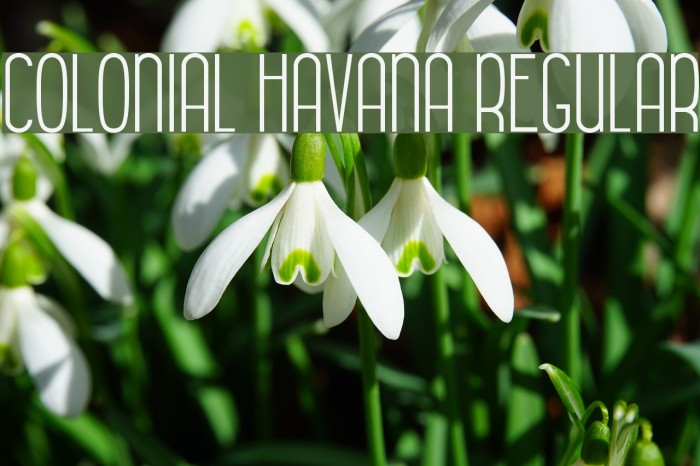 Colonial Havana Regular Example 2