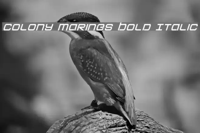 Colony Marines Bold Italic Font examples