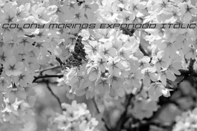 Colony Marines Expanded Italic Font examples