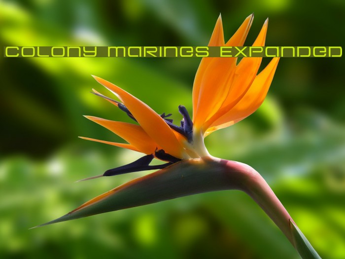 Colony Marines Expanded Fuentes examples