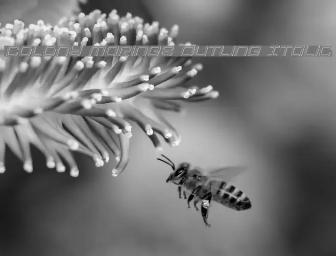 Colony Marines Outline Italic Font examples