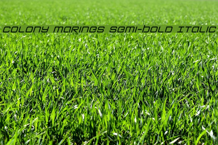 Colony Marines Semi-Bold Italic Font examples