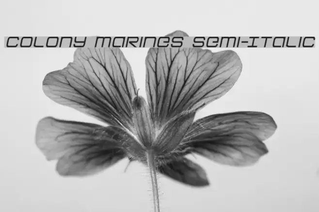 Colony Marines Semi-Italic Font examples