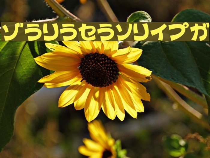 ColopocleKT Example 1