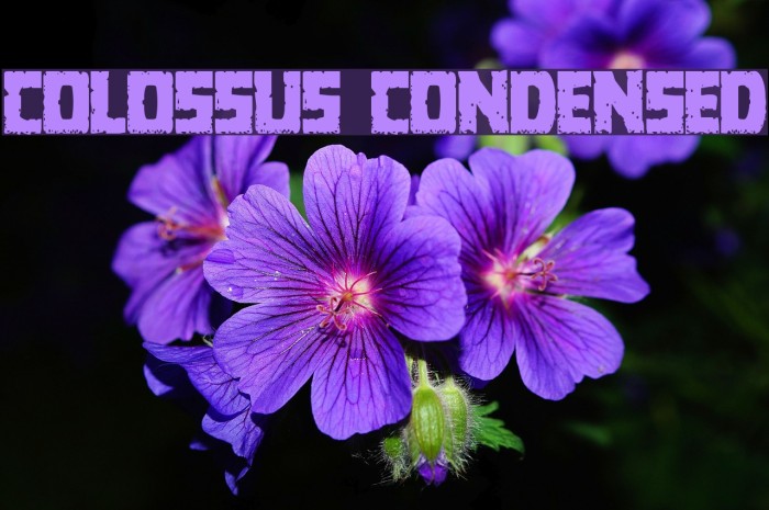 Colossus Condensed Font examples