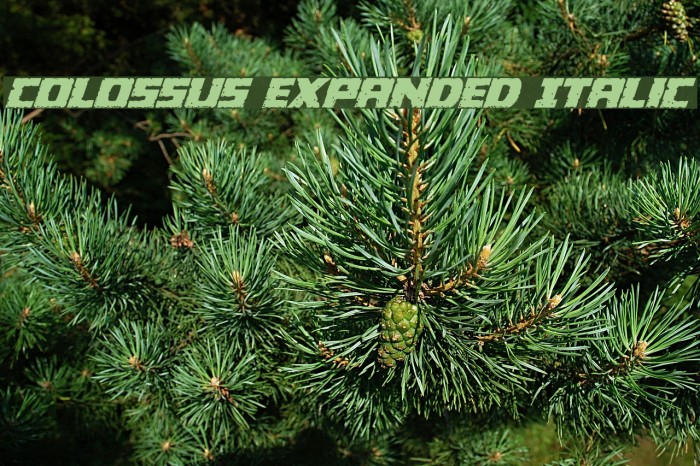 Colossus Expanded Italic Example 3