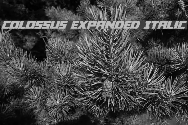 Colossus Expanded Italic Font examples