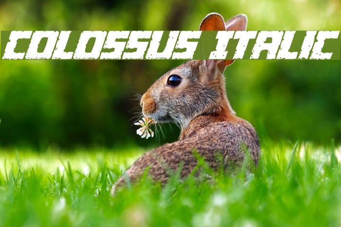 Colossus Italic Example 2