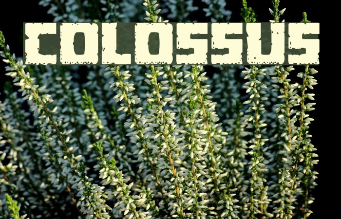 Colossus Font examples