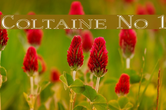 Coltaine No 1 Font examples