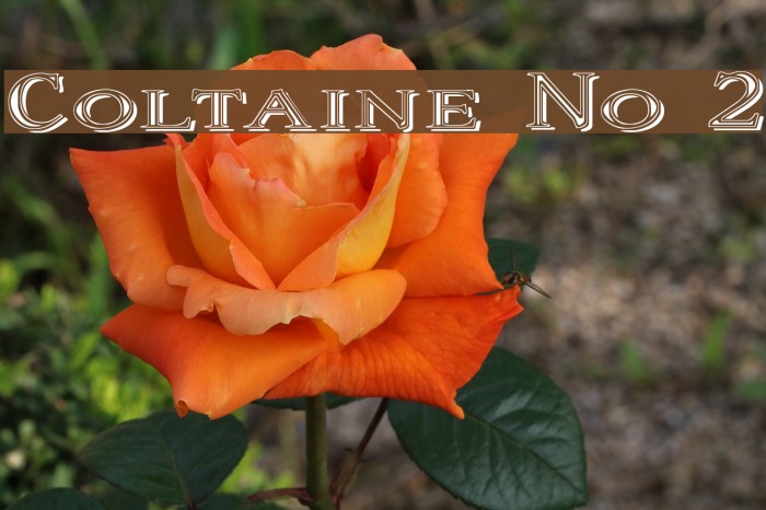 Coltaine No 2 Font examples