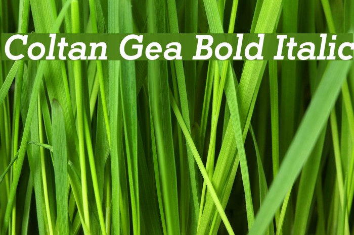 Coltan Gea Bold Italic Font examples