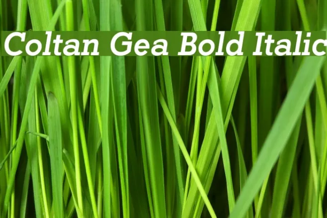 Coltan Gea Bold Italic Example 2