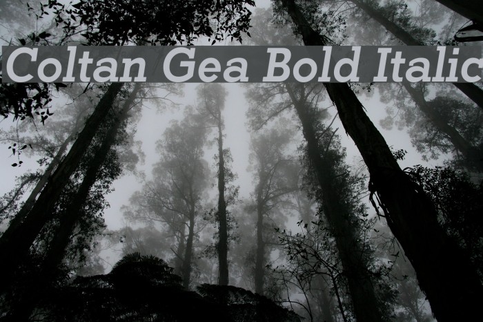 Coltan Gea Bold Italic Font examples