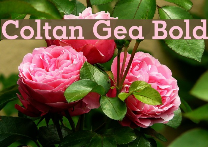 Coltan Gea Bold Font examples