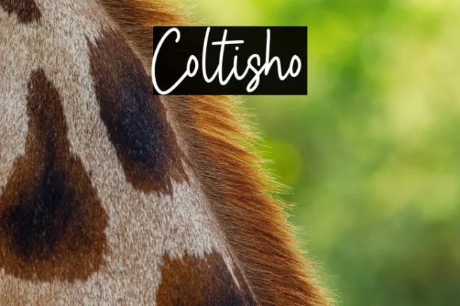 Coltisho Example 1