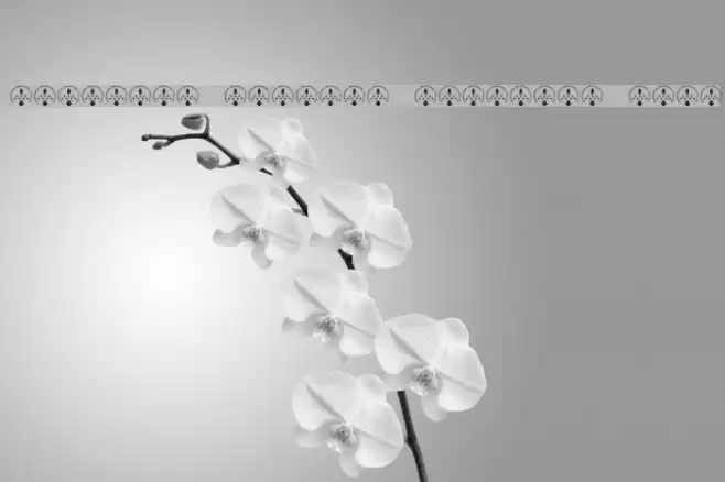 Columbia Shuttle Memorial Font Font examples