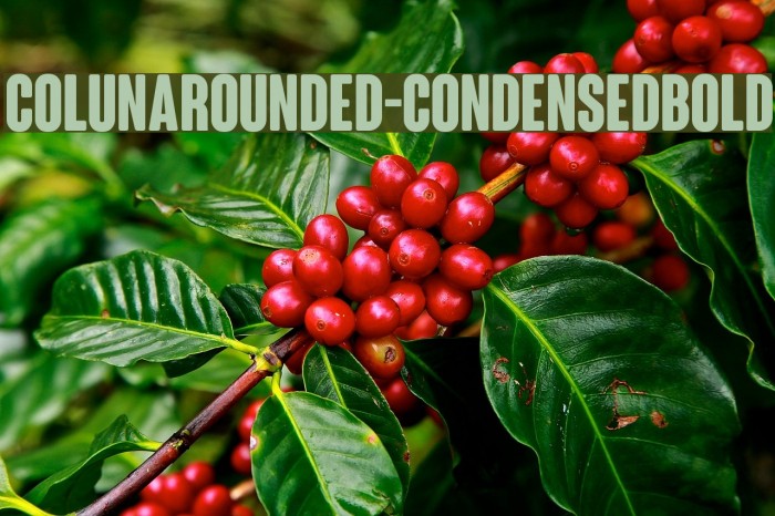 ColunaRounded-CondensedBold Font examples