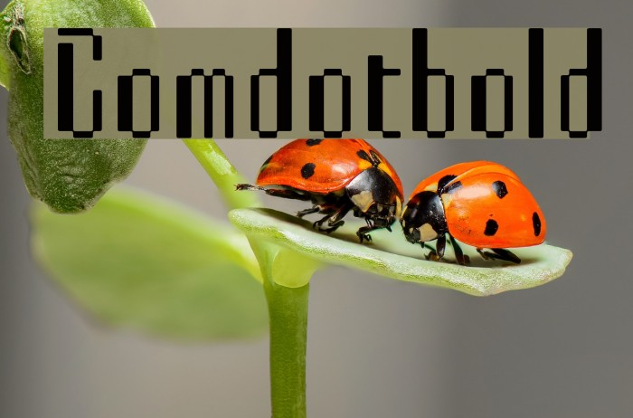 Comdotbold Font examples