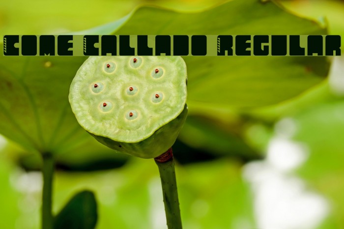 Come Callado Regular Example 2