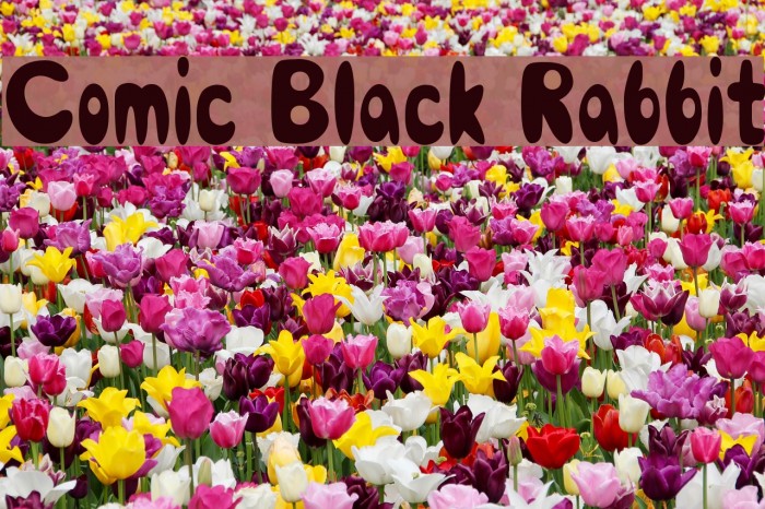Comic Black Rabbit Font examples