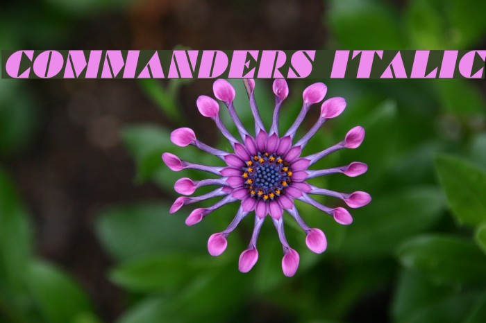 Commanders Italic Font examples