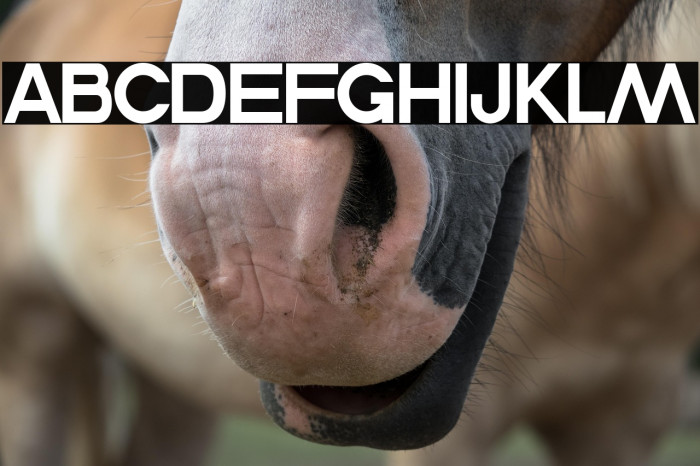 Commanders Example 1