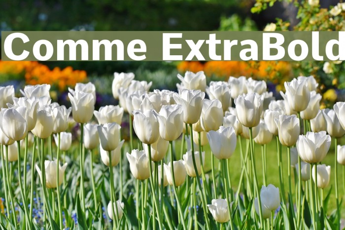 Comme ExtraBold Font examples