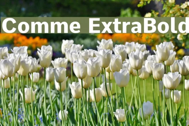 Comme ExtraBold Example 1