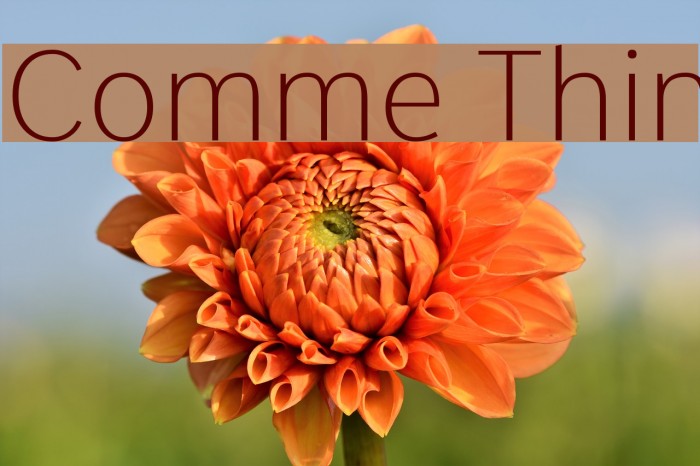 Comme Thin Font examples