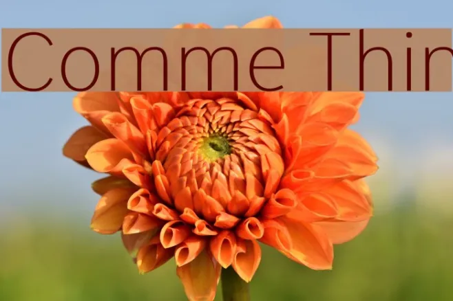 Comme Thin Example 1