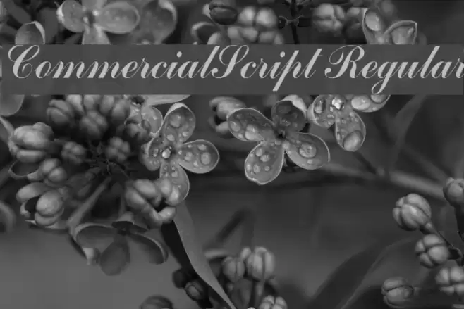 CommercialScript Regular Fuentes examples