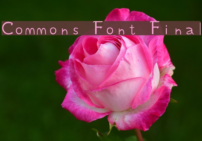 Commons Font Final Font examples