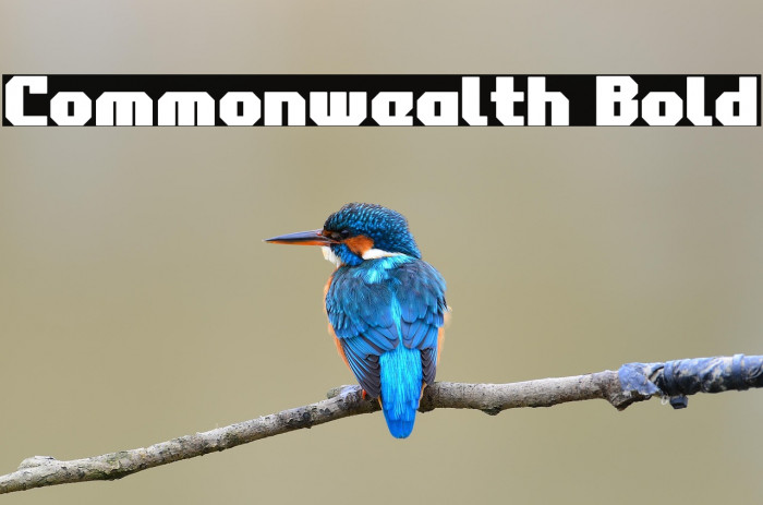 Commonwealth Bold Example 1