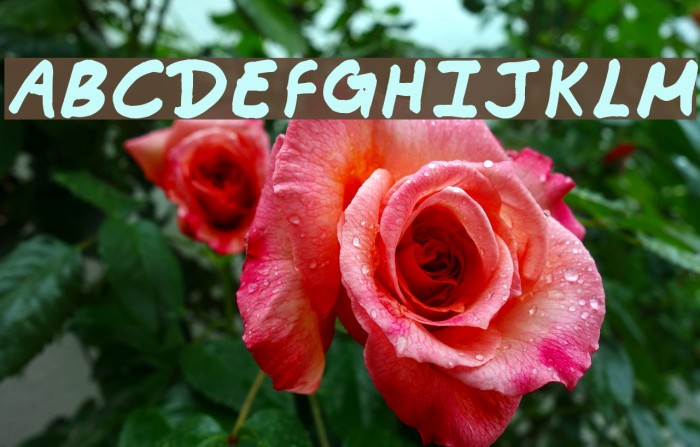 Commotion Business Example 2