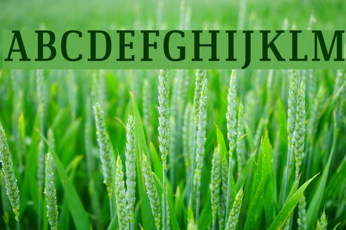 Communist フォント examples