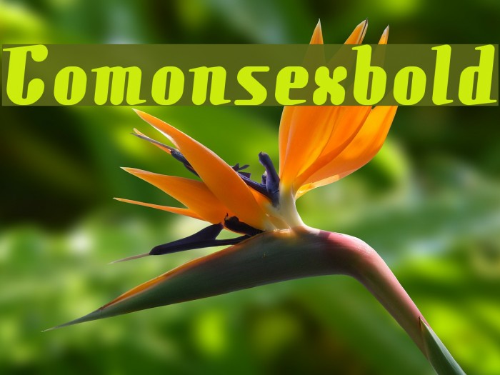 Comonsexbold Font examples