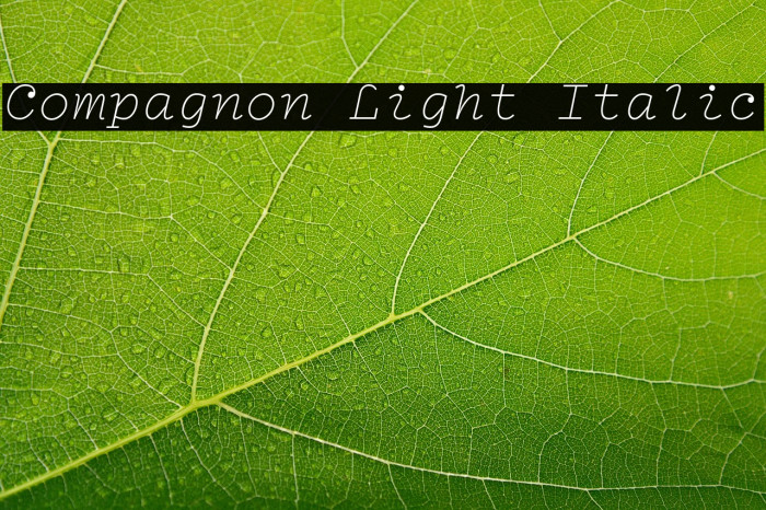 Compagnon Light Italic Example 2
