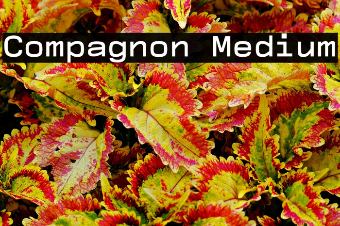 Compagnon Medium Example 1